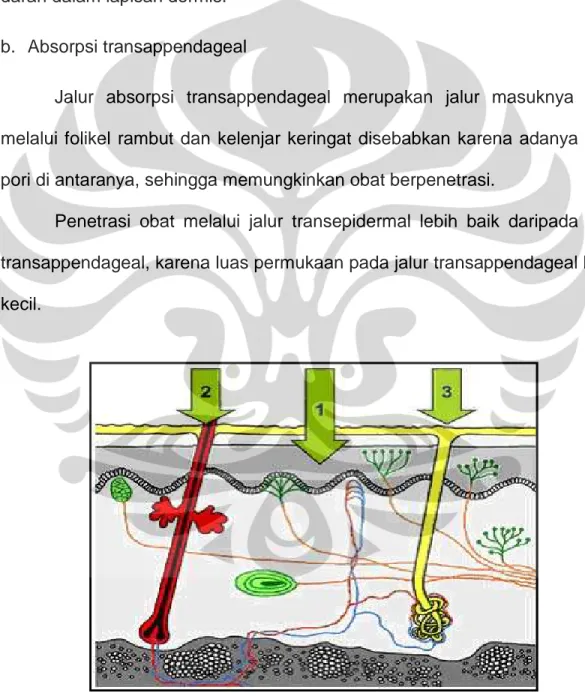 Gambar 4. Rute penetrasi obat (1. Rute transepidermal; 2&amp;3. Rute 