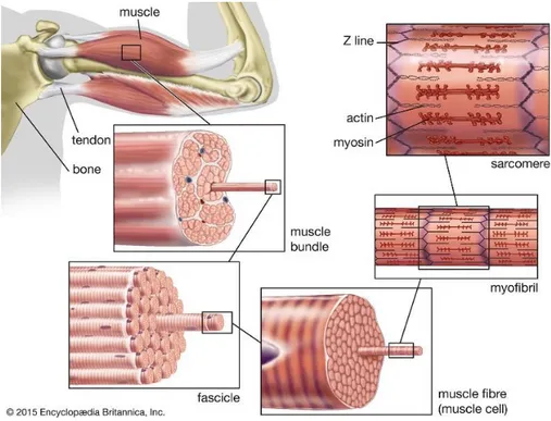 Gambar 1. Miofibril 