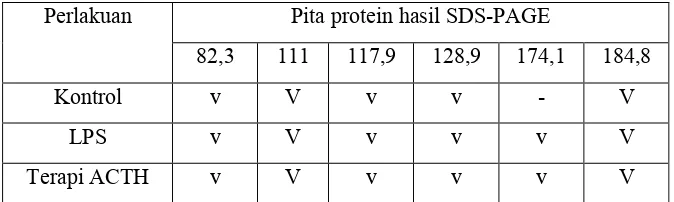 Gambar 3. Profil Protein Organ Otak Pada Tikus Kelompok Sehat (K-), Tikus Injeksi 