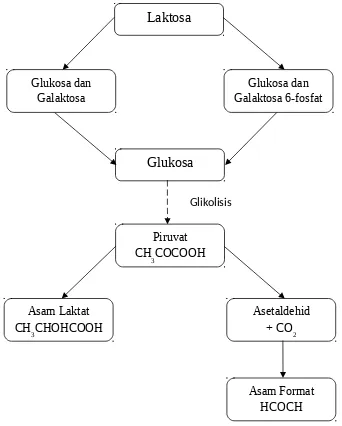Gambar  1: Bagan pembentukan asam laktat dari laktosa oleh biakan yoghurt(Rukmana, 2001).