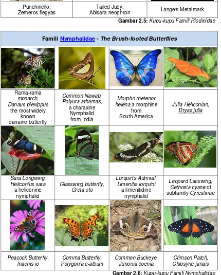 Gambar 2.6: Kupu-kupu Famili Nymphalidae 