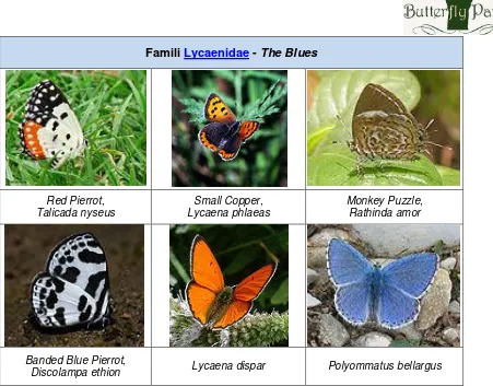 Gambar 2.7: Kupu-kupu Famili Lycaenidae 