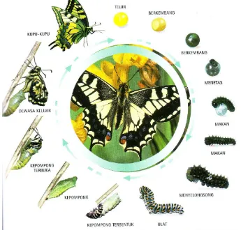 Gambar 2.2: Metamorfosis Kupu-kupu 