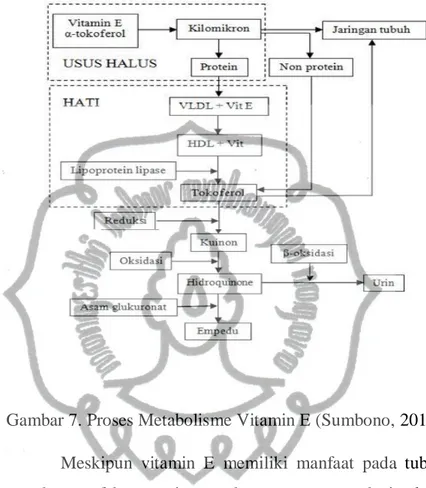 Gambar 7. Proses Metabolisme Vitamin E (Sumbono, 2016). 