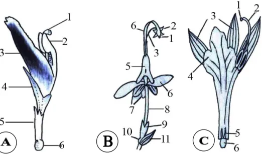 Gambar 1 Bunga Zingiberaceae. A. Etlingera sp., 1. kepala putik, 2. kepala sari,   3. bibir, 4