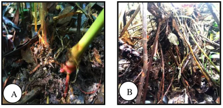 Gambar 4.2  Posisi  rimpang;  rimpang  di  bawah  permukaan  tanah  pada  Conamomum  xanthoplebium  (A),  rimpang  di  atas  permukaan  tanah  dengan stilt root pada Amomum citrinum (B)