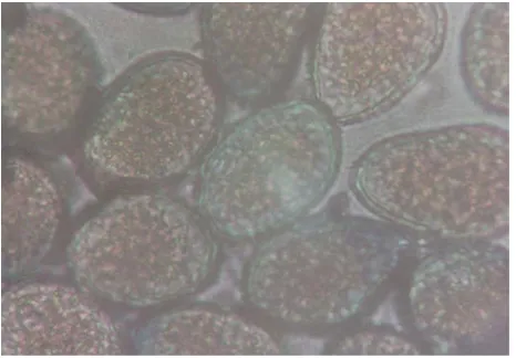 Gambar 1. Fotomikrograf Konidia P.  polysora Underw Perbesaran 10 x 40 