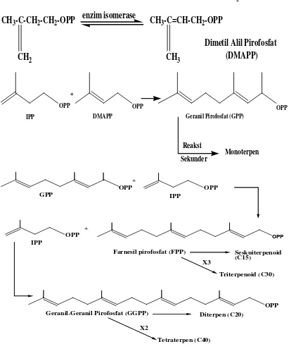 Gambar 2.4. Reaksi Biosintesa Terpenoid 