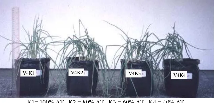 Gambar 5. Keragaan pertumbuhan tanaman bawang merah varietas peka pada berbagai perlakuan kadar air tersedia 