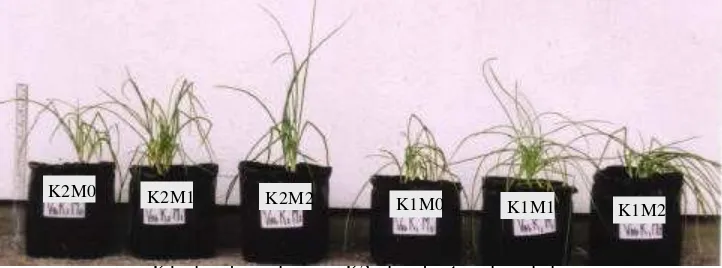 Gambar 13. Keragaan pertumbuhan tanaman bawang merah varietas Biru pada berbagai perlakuan kadar air dan CMA 