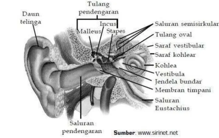 Gambar 7 anatomi indra pendengar