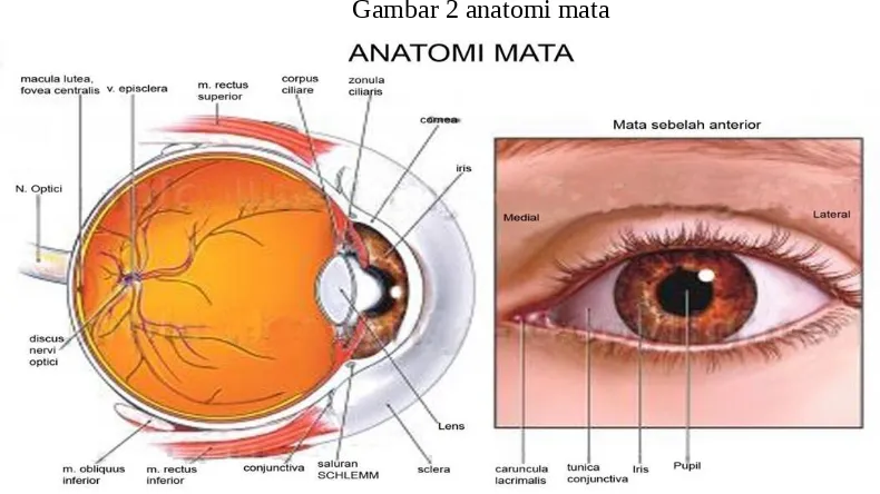 Gambar 2 anatomi mata