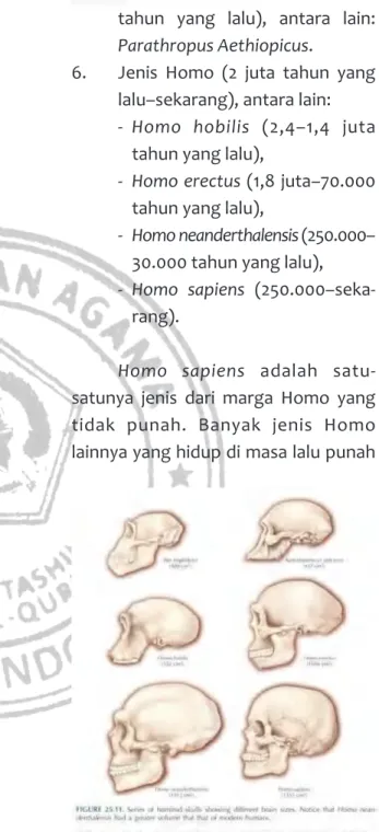 Gambar 4. Sejumlah tengkorak hominid menunjukkan  volume otak yang berbeda-beda. (Sumber: 