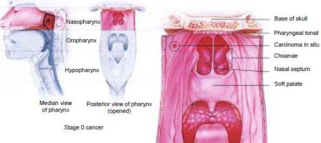 Gambar 1. Anatomi Nasofaring (Forastiere & Marur, 2008) 