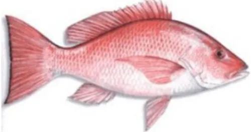 Gambar 2.1 Ikan Kakap Merah  (Sumber : teknikumpanmancing.blogspot.co.id) 