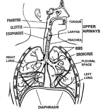 Gambar 1. Anatomi Sistem Pernapasan 