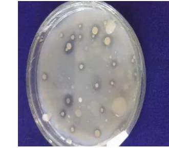 Gambar 3 Contoh koloni bakteri isolat bakteri pelarut fosfat 
