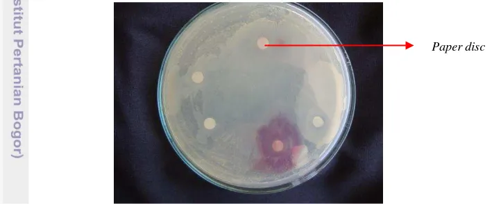 Gambar 8 Contoh tahap pengujian antagonisme antar bakteri dalam satu cawan    isolat 1 adalah BPF2.1.1 