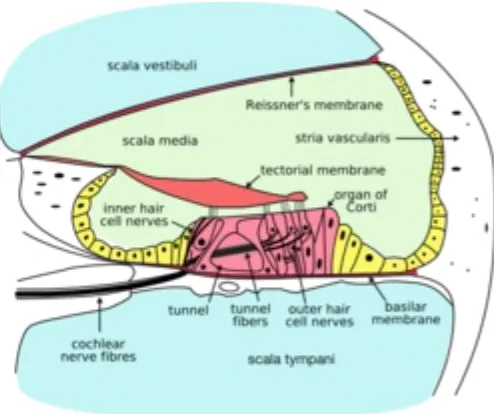 Gambar Anatomi Telinga Dalam