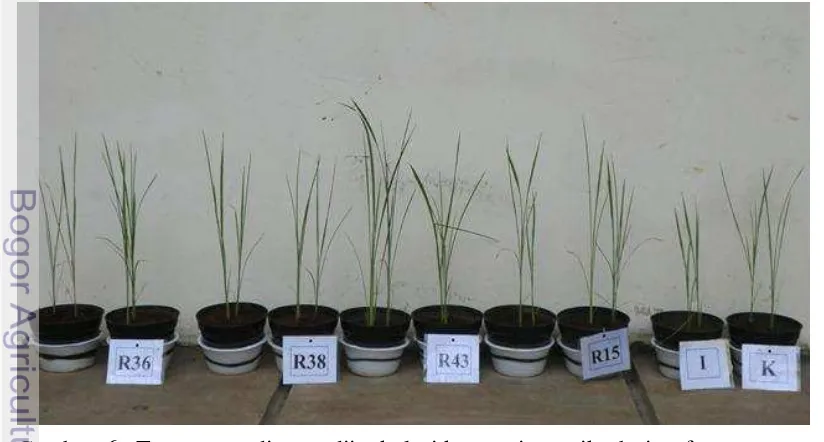 Gambar  6.  Tanaman padi yang diinokulasi konsorsium mikrob rizosfer 
