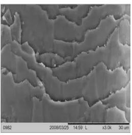 Gambar 2.6 Mikrograf Scanning Electron Microscopy (SEM) kutikula rambut dengan 3000 kali perbesaran (Barel, dkk., 2009)