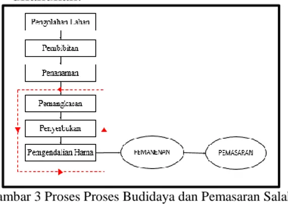 Gambar 3 Proses Proses Budidaya dan Pemasaran Salak  Pondoh 