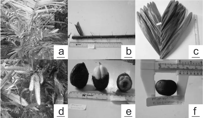 Gambar  2.  Salacca  zalacca  ‘Pondoh  Super’:    a)  sosok,  b)  duri,  c)daun  permukaan  atas,  d)  daun  permukaan  bawah, e) buah, f) biji