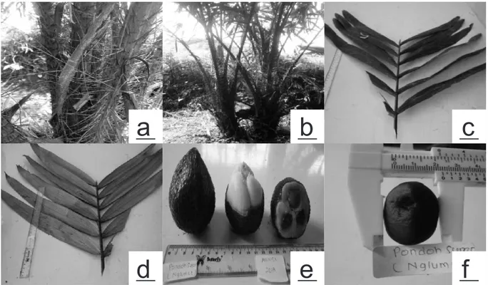 Gambar  2.  Salacca  zalacca  ‘Pondoh  Super’:    a)  sosok,  b)  duri,  c)daun  permukaan  atas,  d)  daun  permukaan  bawah, e) buah, f) biji