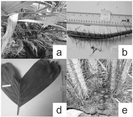 Gambar 6. Salacca zalacca ‘Pondoh Madu’: a) sosok, b)duri, c) daun d) buah Figure 6.  Salacca zalacca ‘Pondoh Madu’: a) habit b) spine, c) leaf, d) fruits