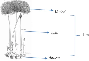 Gambar 2.11 Cyperus papyrus 