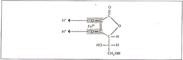 Gambar 4. Pembentukan Kelat Vitamin C dengan Besi 