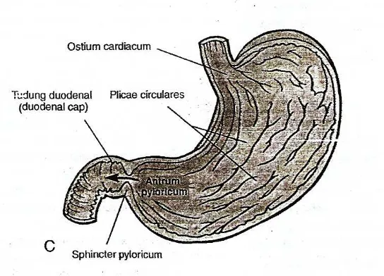 Gambar 7. Gaster (Ventriculus) dan Doudenum Proksimal. 