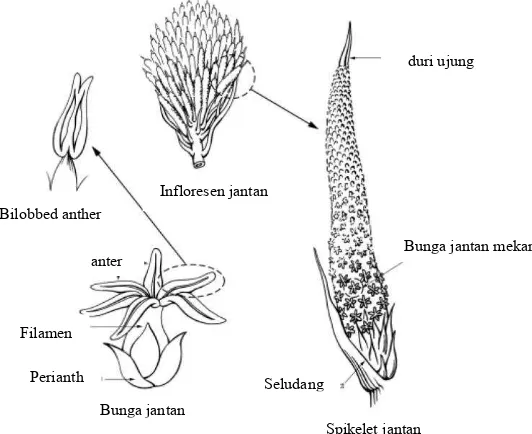 Gambar 3 Komposisi infloresens betina, menunjukkan brakteol dan spina secara tampak dekat  (Sumber: Jacquemard 1998)