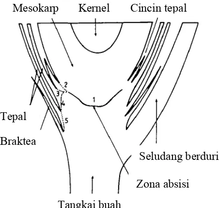 Gambar 5 Representasi diagramatik potongan longitudinal daerah absisi buah kelapa sawit yang mengindikasikan urutan dan posisi pemisahan sel yang terjadi diantara jaringan yang berbeda