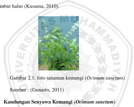 Gambar 2.1. foto tanaman kemangi (Ocimum sanctum)  Sumber : (Gunarto, 2011) 