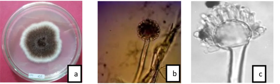 Gambar 2. Genus Aspergillus, (a) Makroskopis, (b) Mikroskopis (Perbesaran 400x), dan (c) Gambar literatur (Watanabe, 2010)