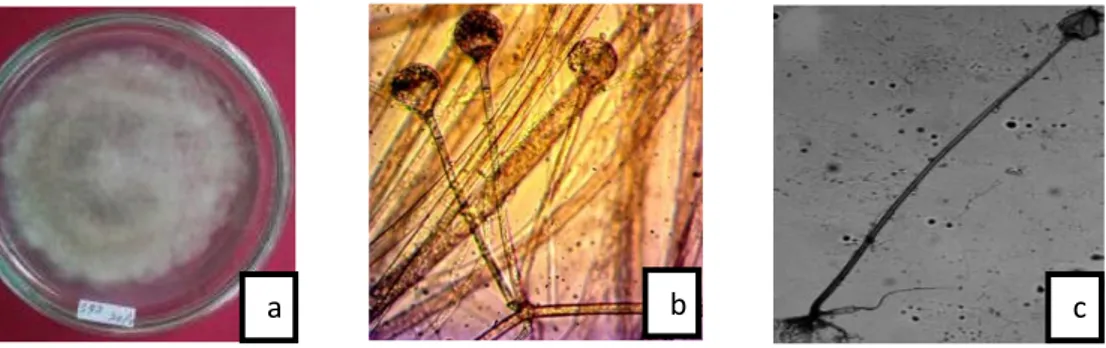 Gambar 4. Genus Rhizopus, (a) Makroskopis, (b) Mikroskopis (Perbesaran 400x), dan (c) Gambar literatur (Watanabe, 2010)