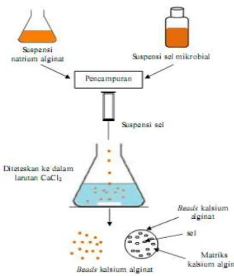 Gambar 2.5. Diagram Alir Enkapsulasi Bakteri dengan Teknik Ekstrusi   Sumber : Krasaekoopt et al
