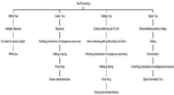 Gambar 1. Diagram proses pengolahan konvensional beberapa teh (Karori et al, 2007) 