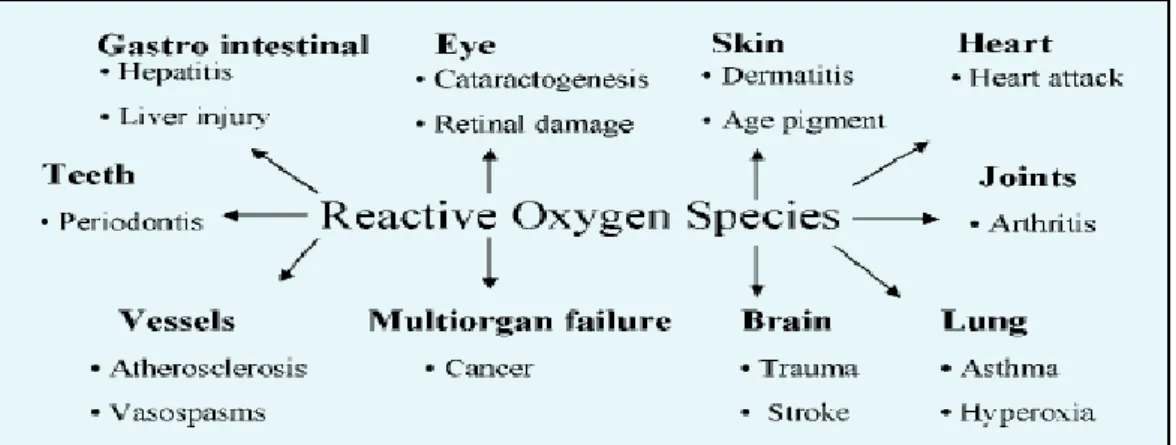 Gambar 2. Beberapa dampak klinis yang ditimbulkan ROS berlebih (Lee et al, 2004) 