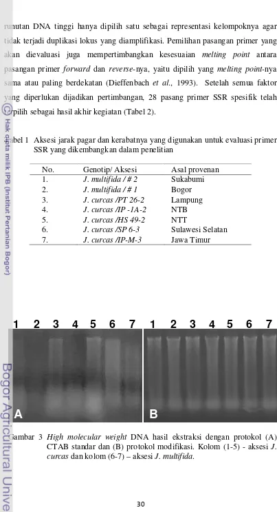 Tabel 1  Aksesi jarak pagar dan kerabatnya yang digunakan untuk evaluasi primer 