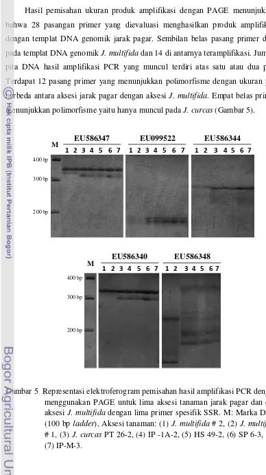 Gambar 5  Representasi elektroferogram pemisahan hasil amplifikasi PCR dengan 