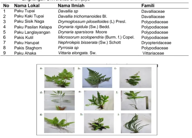 Tabel  1  Tumbuhan  paku  epifit  yang  ditemukan  pada  batang  tanaman  kelapa  sawit  di  Lingkungan Universitas Brawijaya 