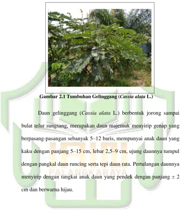 Gambar 2.1 Tumbuhan Gelinggang (Cassia alata L.) 