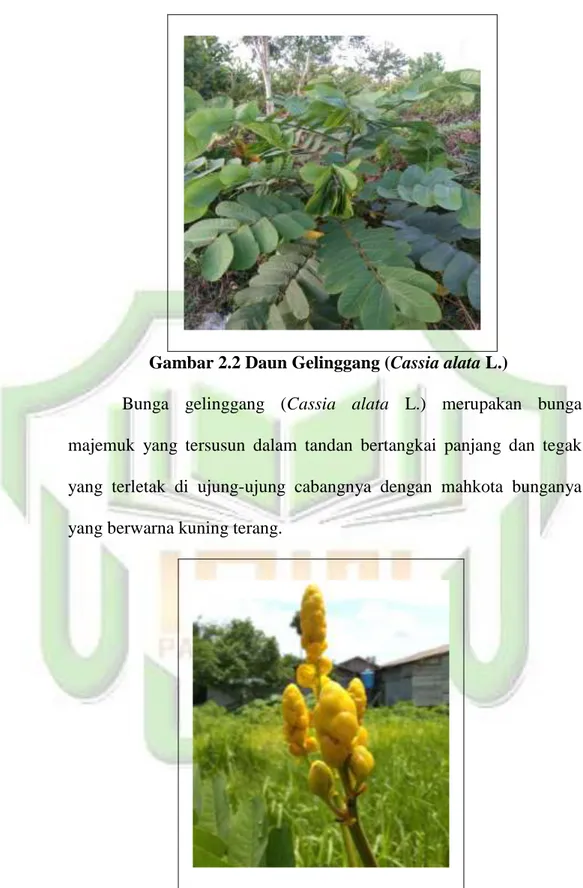 Gambar 2.3 Bunga Gelinggang (Cassia alata L.) 