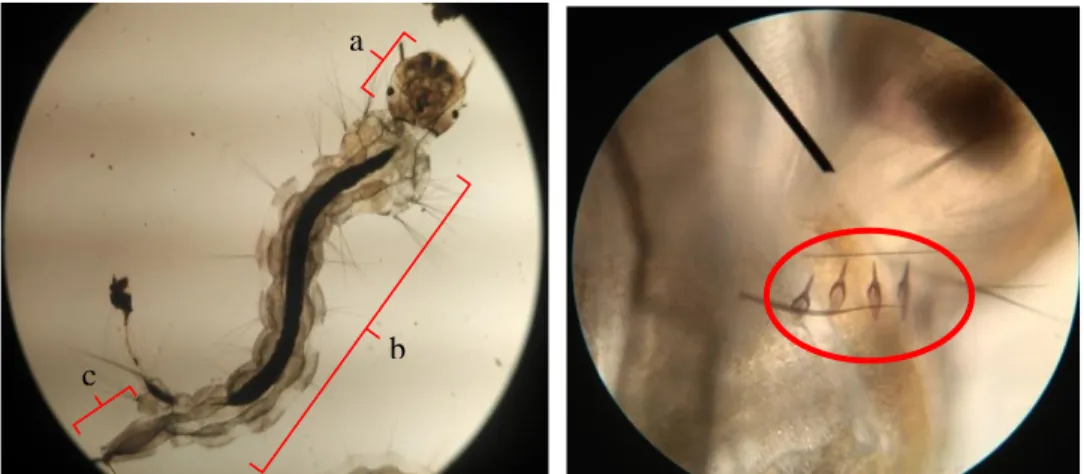 Gambar 4.2. Karakteristik Jentik Nyamuk Aedes albopictus.   (Sumber: Hasil penelitian 2018) 