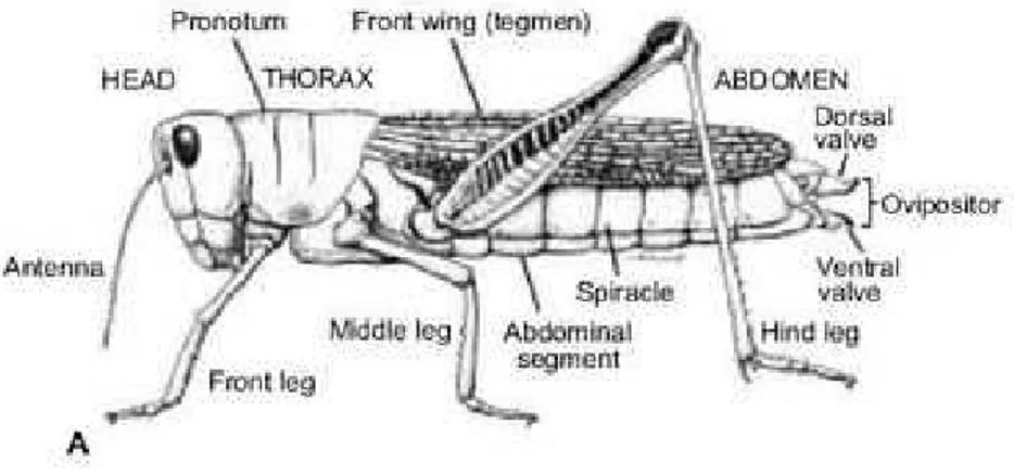 Gambar 2.1. Morfologi Serangga. 2