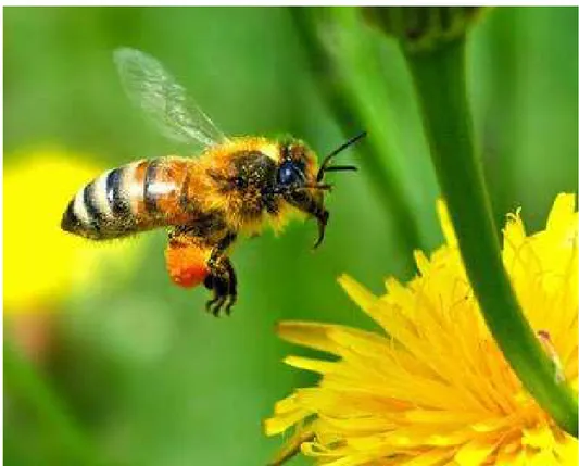 Gambar 2.5. Lebah Sebagai Pollinator 47