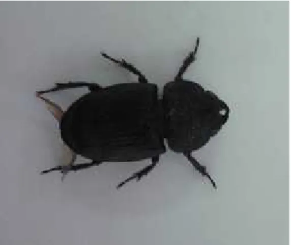 Gambar 4.1. Beberapa Spesies Serangga Nokturnal yang Terdapat di Kampus UIN Ar-Raniry