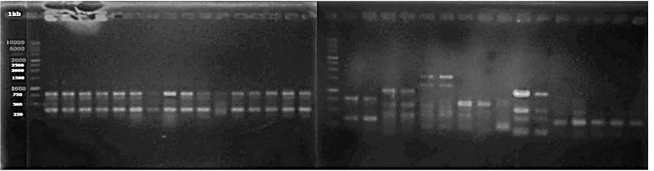 Gambar 1.  Elektroforegram hasil  amplifikasi  DNA  32 aksesi sayuran polong menggunakan primer  ISSR  kode  PKBT  3.No  1-14  =  VUu  (kacang  tunggak);  No.15-18  =  VUs  (kacang  panjang);  N.19-20  =  VS  (kacang  Bogor);  No